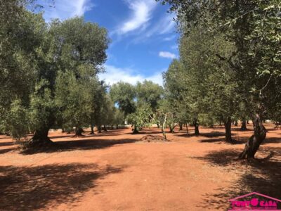 Casale da ristrutturare
