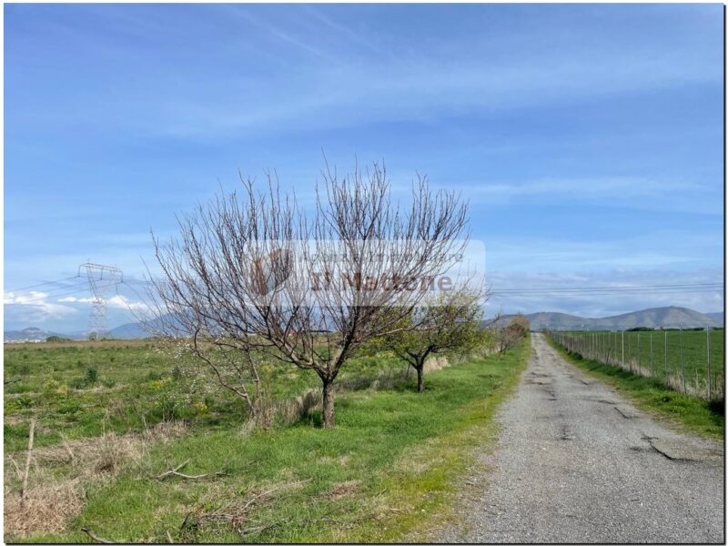 Terreno irrigato, recintato, cancello automatico